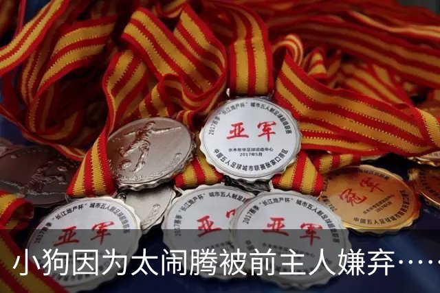 小狗因为太闹腾被前主人嫌弃……现在，它获得了一份专门拯救考拉的工作丨自然小喇叭